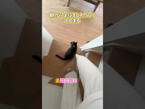 朝から足にまとわりつく猫  #保護猫 #ととまる #cat