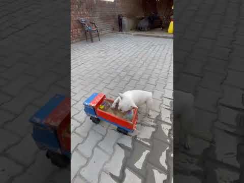 Little dog becomes truck driver 🐕🚍🫡 #short #enjoy