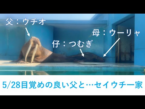 猫の動画サムネイル - 5/28朝のセイウチ一家