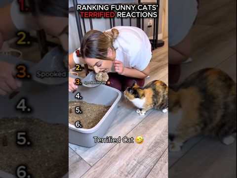 Funniest Terrified Cat Moments Ever 😹👻 #shorts
