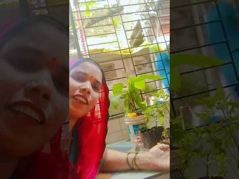 Jaise Tulsi base angan mein