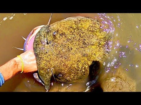 How do CATFISH GET THIS BIG?! (MONSTER)