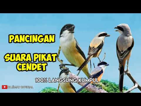 SUARA PIKAT BURUNG CENDET/PENTET/TOED || PANCINGAN CENDET LIAR.