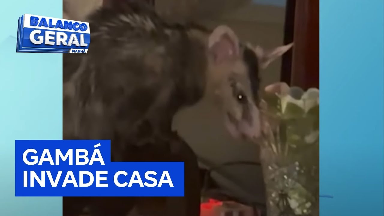 Mulher é surpreendida por gambá dentro de casa veja o resgate