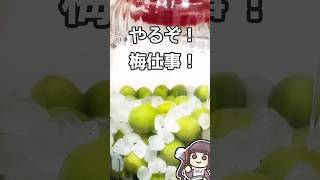梅シロップ 準備完了編