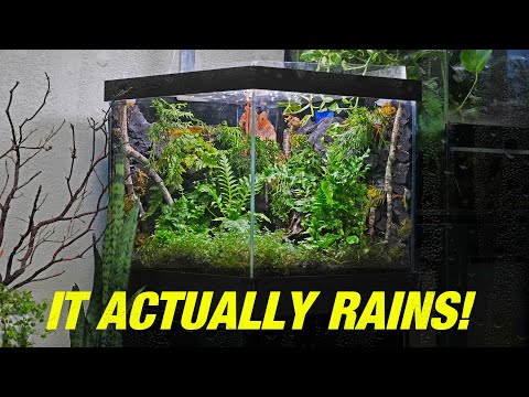 Rainforest in a Box : DRIPPING Terrarium It's been a minute folks. With the cold season upon us I wanted to bring the outdoors inside so I ca