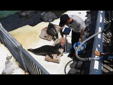 猫の動画サムネイル - ゼニガタアザラシ「エム」と「トトロ」の体重測定