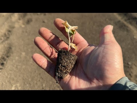 もう疲れました...。野菜の苗が全滅寸前　畑は砂漠化しました　25/9/3