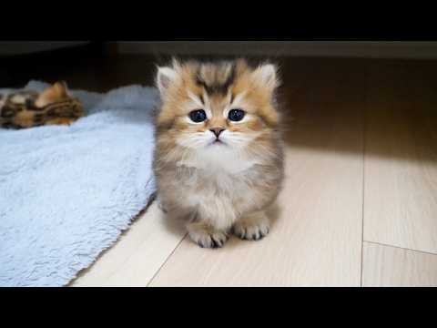 Cute kitten playing pranks on mama cat and owner...
