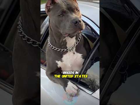 アメリカの高級犬種ランキング：魅力と特徴を紹介 サムネイル