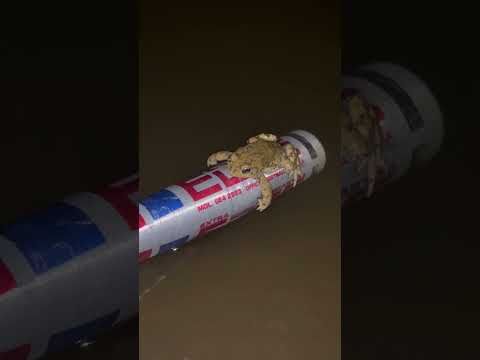 This toad needed a break! #toad #frog #nature #wildlife #animals