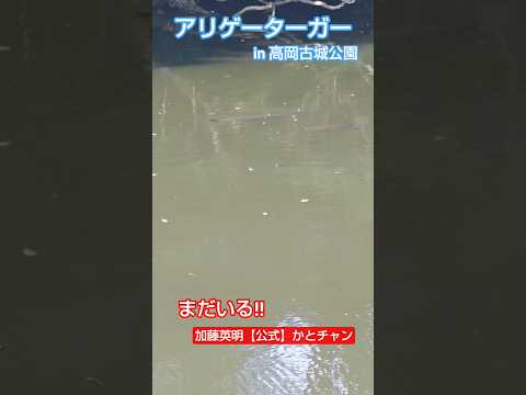 まだいる!アリゲーターガー!in 高岡古城公園!富山県高岡市!生物ハンター加藤英明【公式】かとチャン