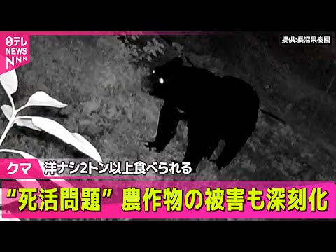 【クマ】「食べる量があまりにも多い」クマ被害…農作物などは“死活問題” ── 社会ニュースまとめ （日テレNEWS LIVE）