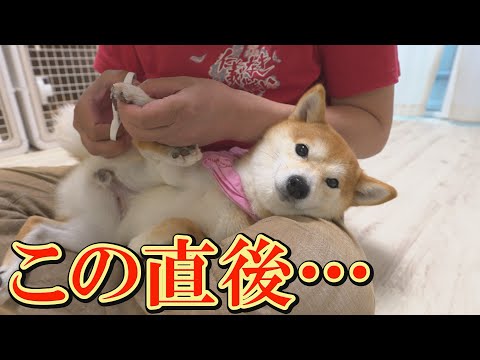 犬の動画サムネイル - 爪切り嫌いの柴犬が、無言で飼い主に連続パンチをあびせました・・・
