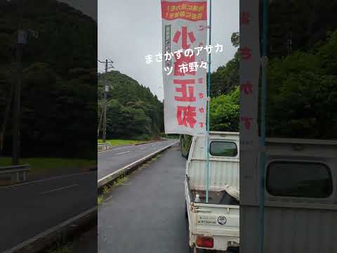 【情熱朝活🌞】市野々 睦沢町境 8月 葉月 津波被害なし 台風9号接近中 要警戒 まさかずのアサカツR7/8/1 千葉県議会議員 小路正和