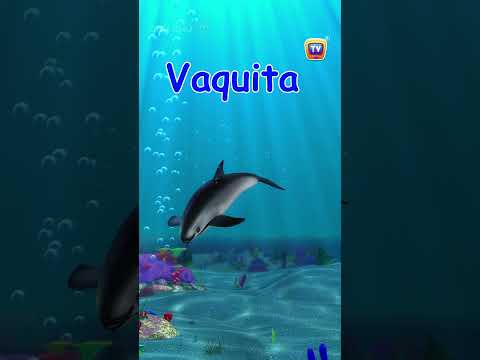 Endangered Animals Part5 #animalshorts #kidsshorts #kidslearning
#vaquita #animals #kidsfun