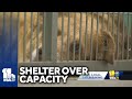 Humane Society sets up emergency animal shelter