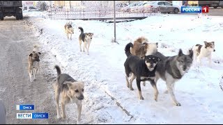 Отражать атаки бродячих собак ежедневно приходится жителям Старого Кировска