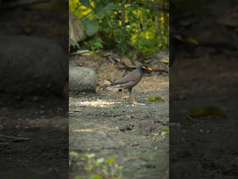 Common myna | #birds #wildlife #shorts