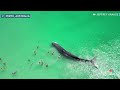 Video shows large whale joining swimmers off Australian beach  - 00:41 min - News - Video