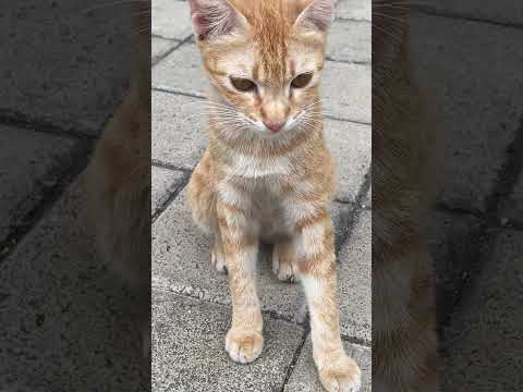 Kucing Puman Ga Boleh Aku Deket Adiknya, Adik Puman Di Belakang. #nizamkucinglucu #cat #cute #貓咪日常