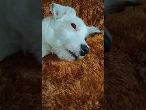 "The World's Sweetest Puppy 🐶" | Cute Puppy Video 2025 ❤️