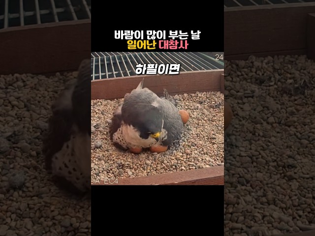 바람이 많이 부는 날 일어난 대참사 #동물 #송골매 #맹금류
