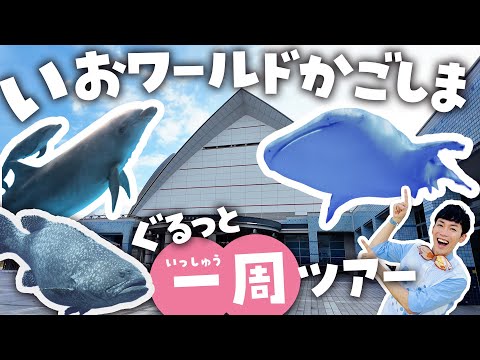 猫の動画サムネイル - 九州最大級！いおワールドかごしま水族館が100倍楽しめる解説ツアー♪ジンベエザメや生まれたばかりのイルカの赤ちゃん登場🐬