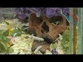 Bolivians decorate skulls for a festival to celebrate the dead