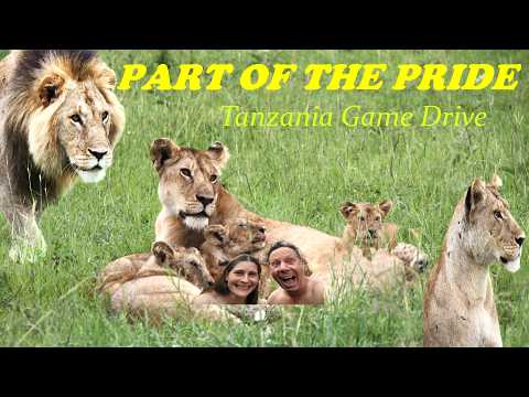 Part of a Lion Pride. Tanzania Game Drive