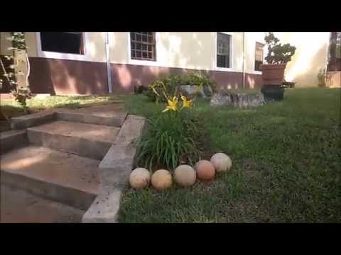 Property video