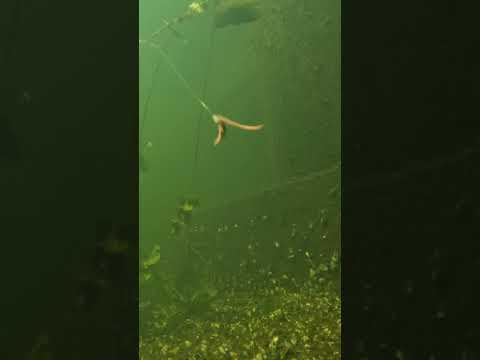 Aborre fanget på orm - Underwater Footage #fishing #perch #shorts #reels #fish #fiskeri