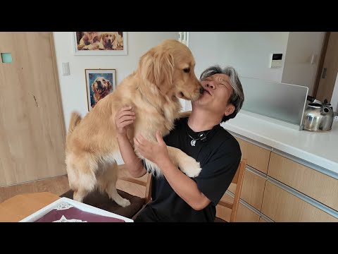 自由でも賢いゴルの行動!人間との共存能力が高い犬種の姿。【Golden Retriever japan】