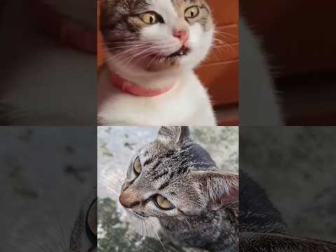 #kucing #kucinglucu #kucingimut #funny #cute #cat