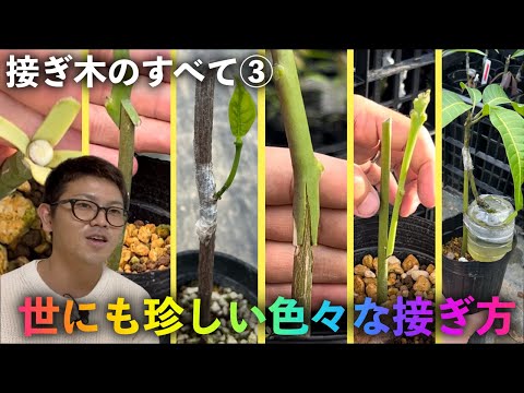 【接ぎ木のすべて ③】あっと驚く色々な接ぎ木の方法！