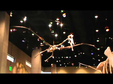 perot museum dinosaur exhibit