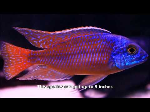 A Must Have African Cichlid - Protomelas taeniolat For more information :
https_//www.cichlid-forum.com/profiles/species.php?id=1369
https_//www.cichli