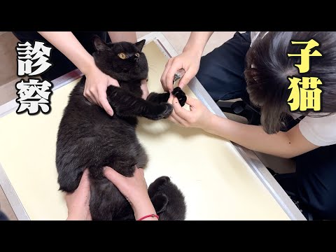 注射に激おこで文句が止まらなくなる子猫