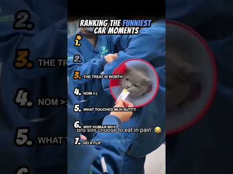 Ranking Funniest Cat Moments Part 13 #shorts #catshort #catrank #ranking