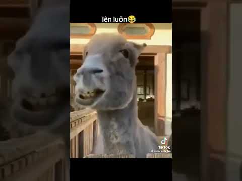 cười bò tụi bay