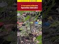 Operation Mahadev: 3 Terrorists Neutralized in High-Alert Encounter #terroristencounter #shorts  - 00:13 min - News - Video