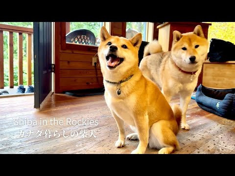 初めて泊まる温泉リゾートがすっかり気に入った柴犬ガール【4K】