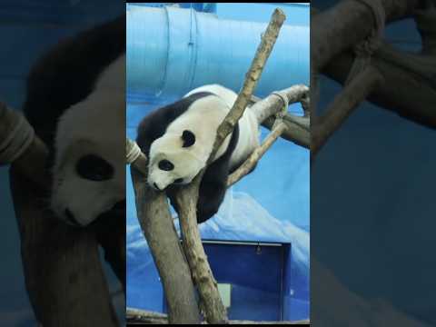 圓寶下棲架小滑一下 #panda #zoo #cute #貓熊 #熊貓 #yuanbao #shorts サムネイル