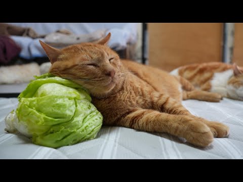 猫の動画サムネイル - レタス枕　猫　250804