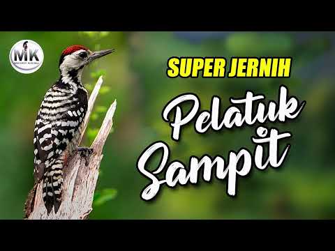 🔴MASTERAN PELATUK SAMPIT  GACOR PANJANG