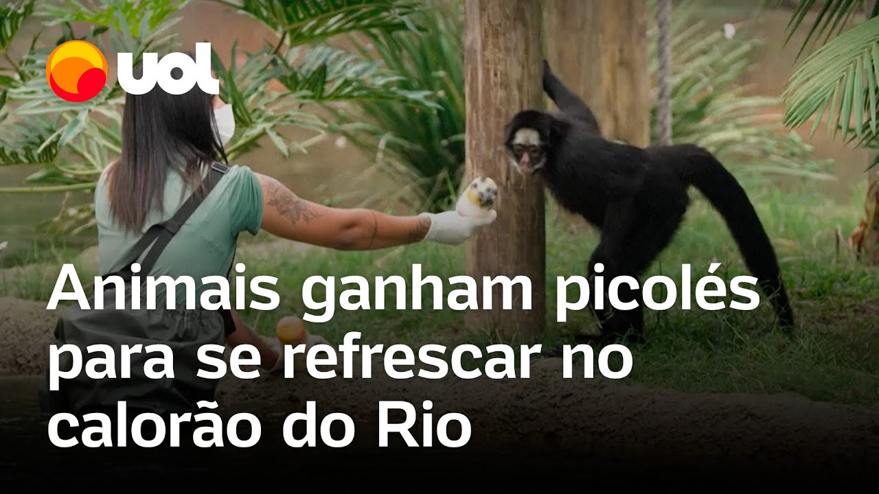 Animais ganham picolés especiais para aliviar o calor intenso no BioParque do Rio veja vídeo