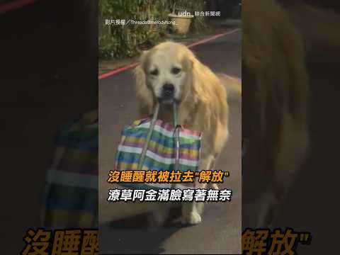 【狗生好難】沒睡醒就被拉去「解放」潦草阿金滿臉寫著無奈｜寵物｜狗狗｜黃金獵犬｜疲憊｜睡眼惺忪｜無奈｜上廁所