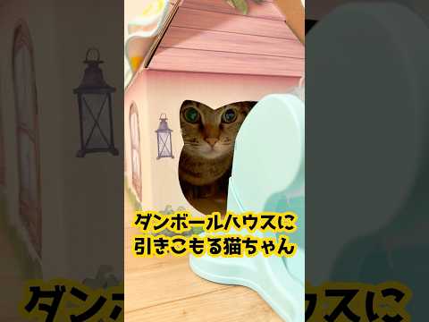 遊び方が器用すぎる猫。 #保護猫 #cat #猫のいる暮らし #shorts