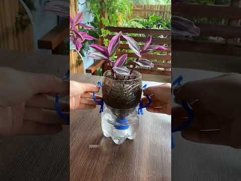 How to growing flowers in plastic bottles good idea #diy #flowers #garden #shorts #2025