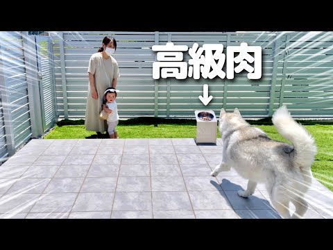 大好きなご主人のお迎えは高級肉の誘惑に勝つのか検証してみたら・・・